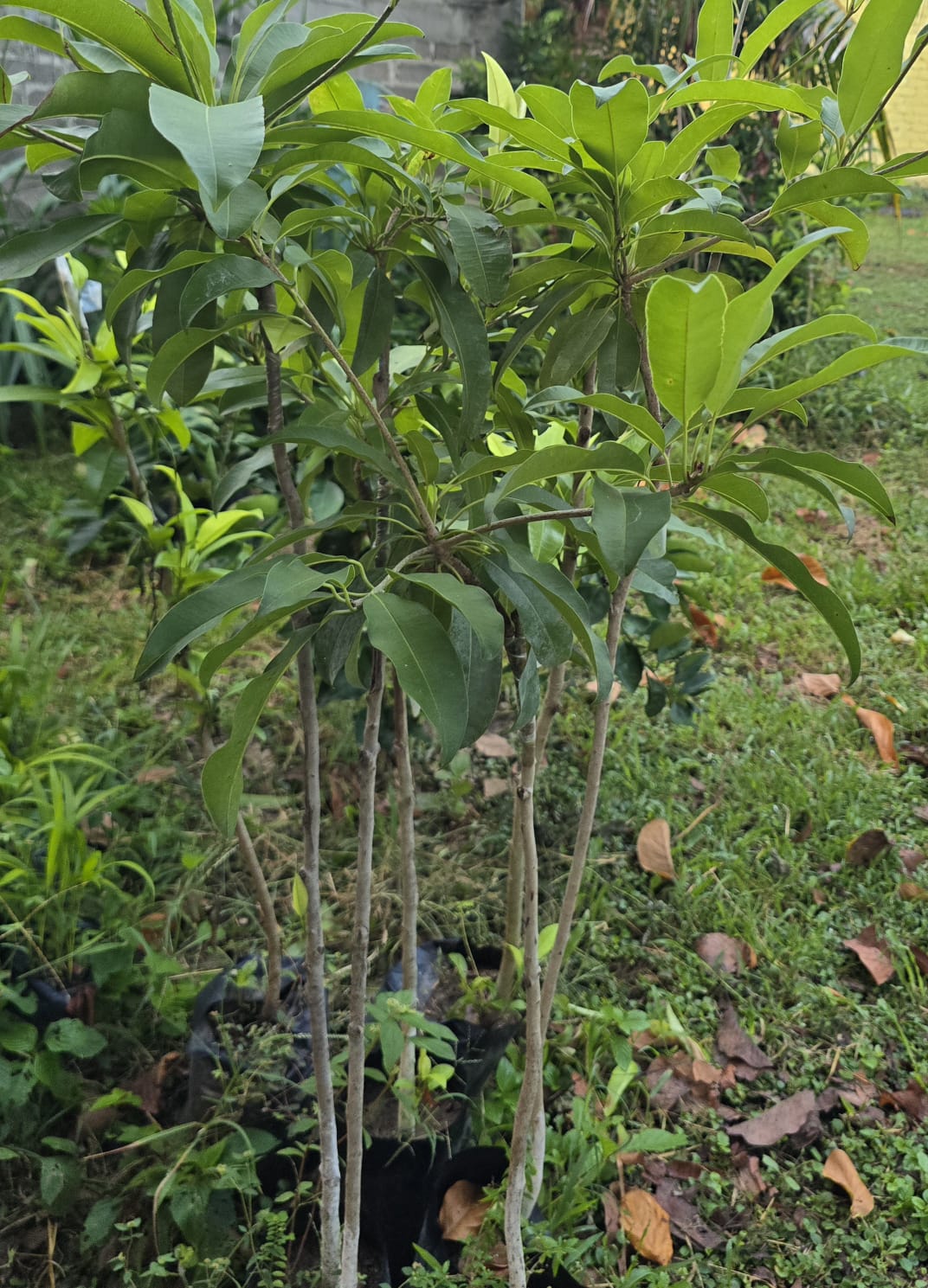 Árbol frutal injertado listo para sembrar