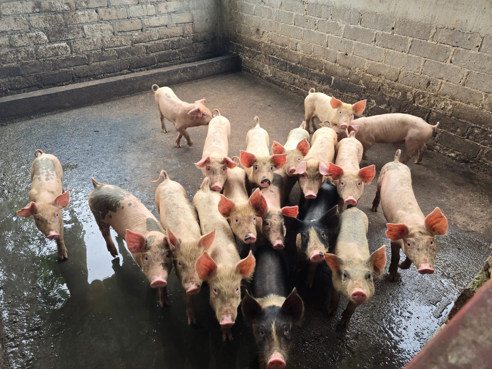 Cerdos de engorda en el corral