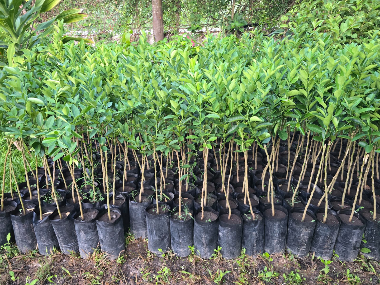 Hileras de cítricos injertados en el vivero