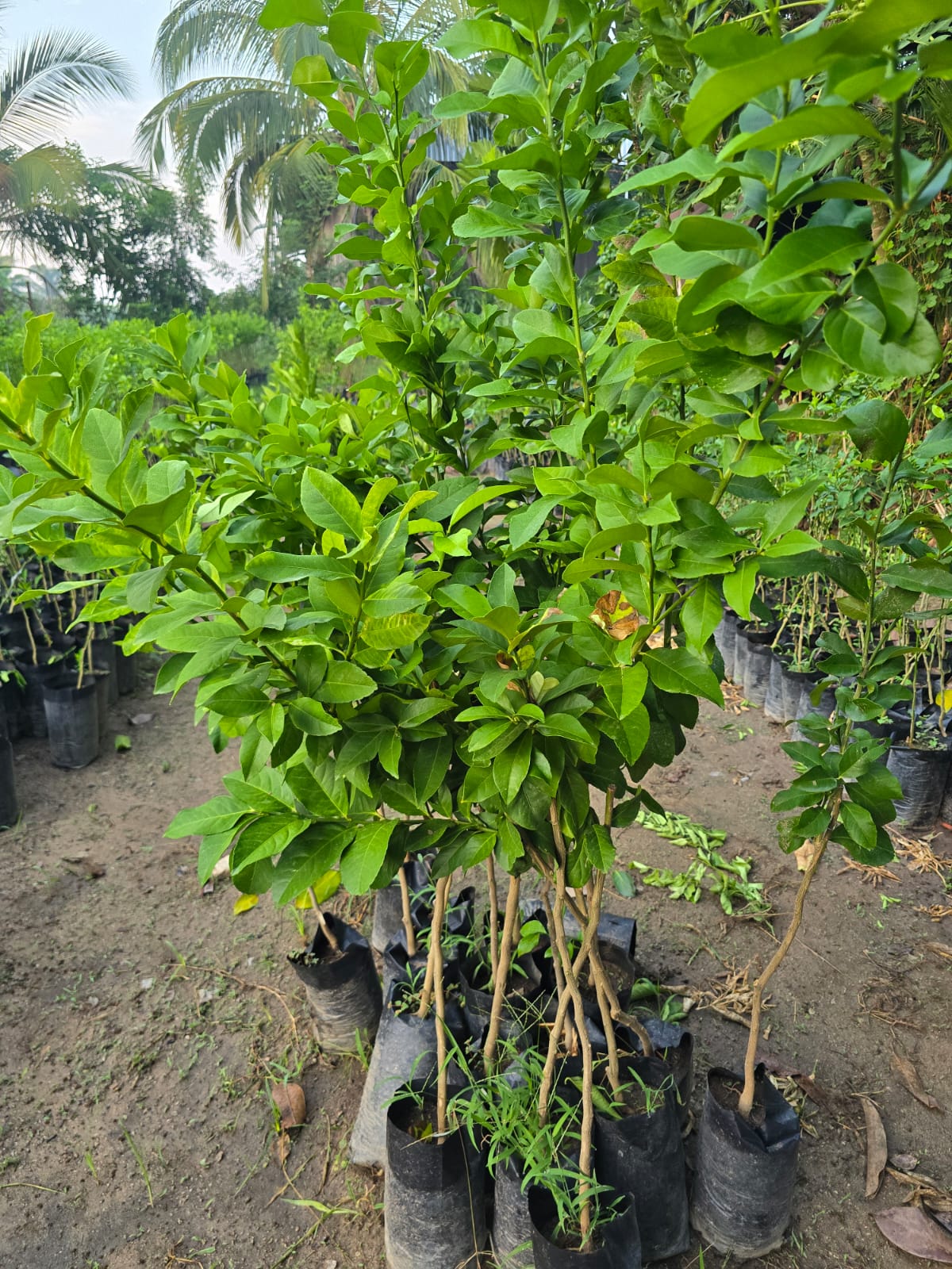 Cítricos en bolsa listos para venta