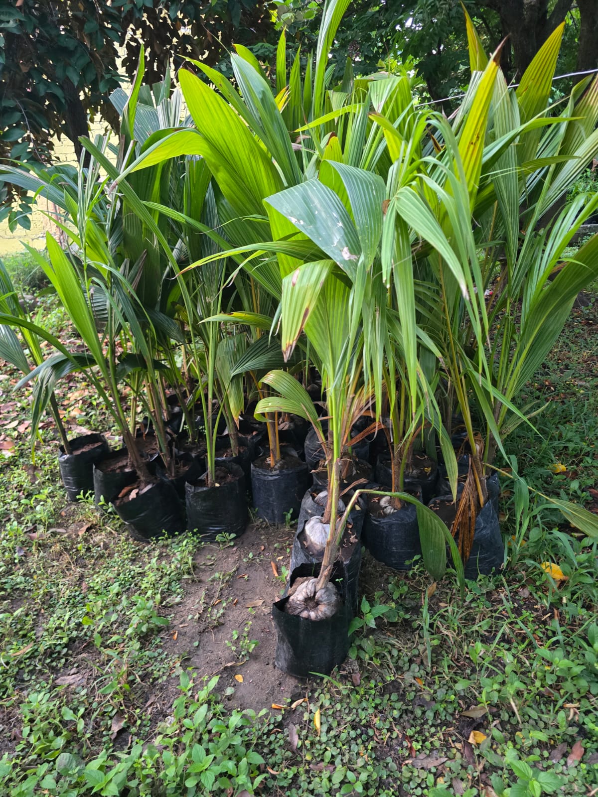 Plántulas de cocotero en bolsa, listas para trasplante