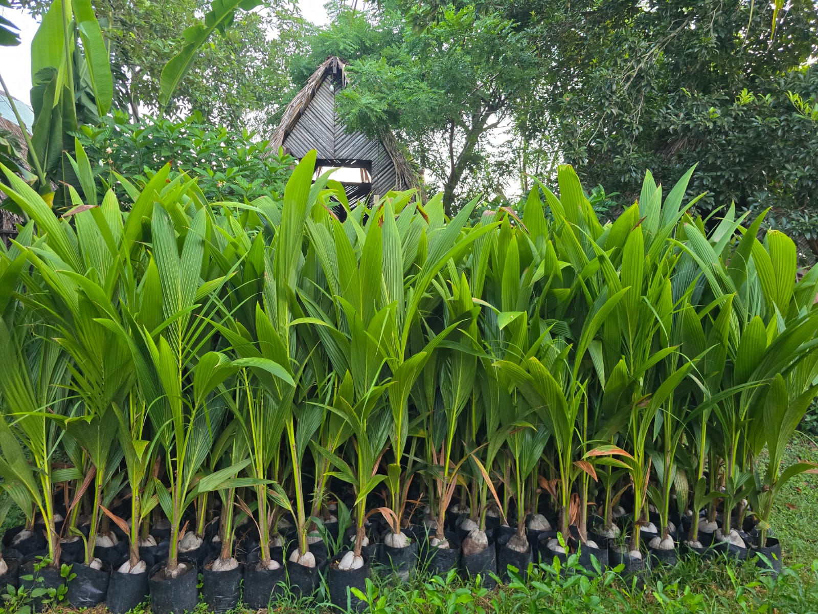Hileras de palma de coco en el vivero