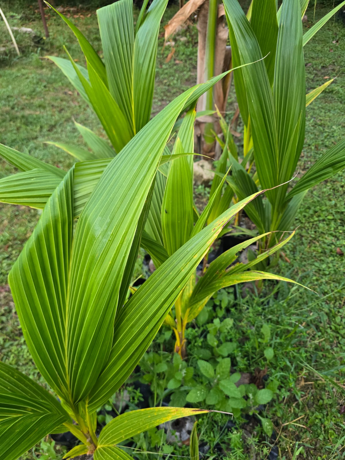 Palma de coco joven de hoja abierta