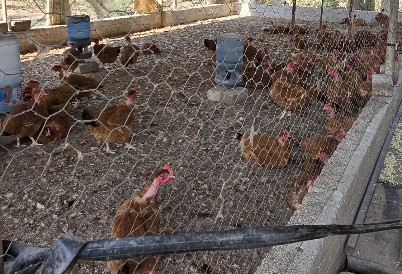 Gallinas ponedoras en el gallinero