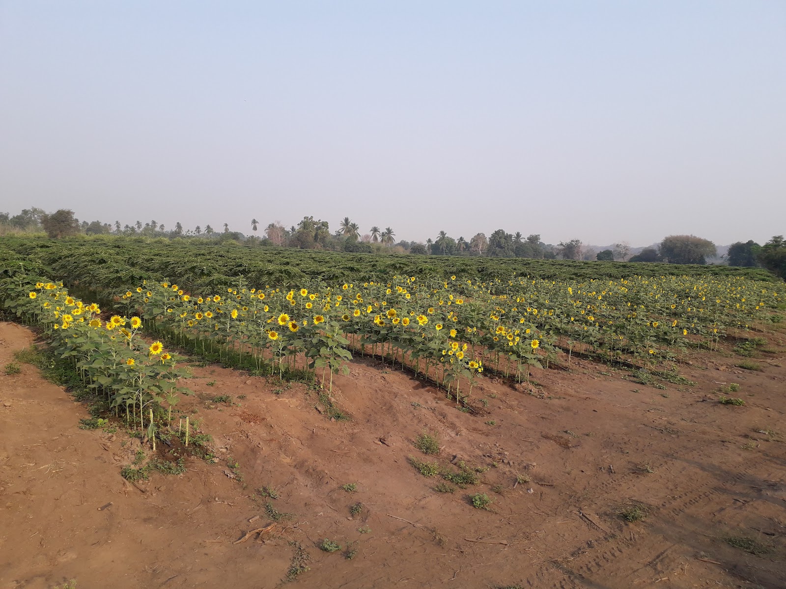 Campo de girasoles al atardecer