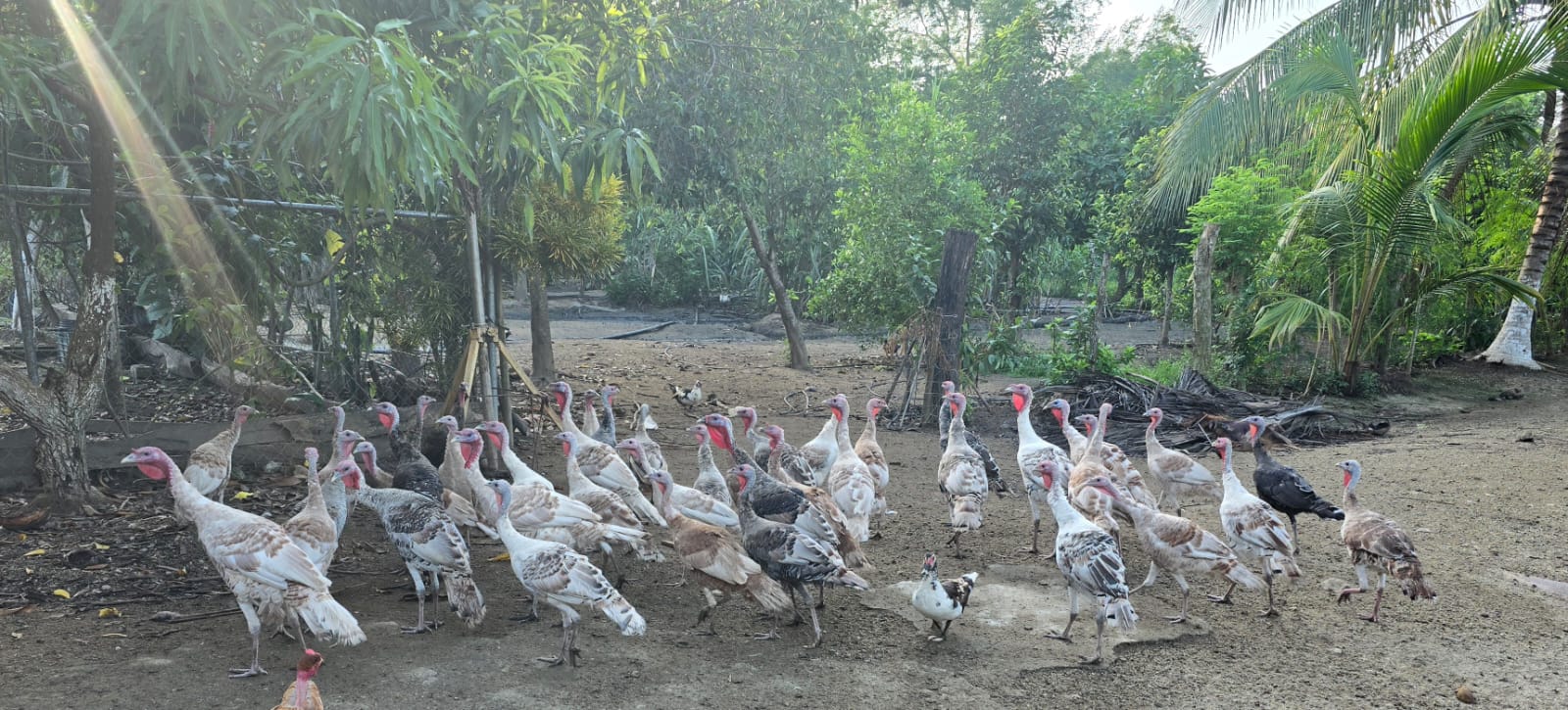 Guajolotes criados en la granja