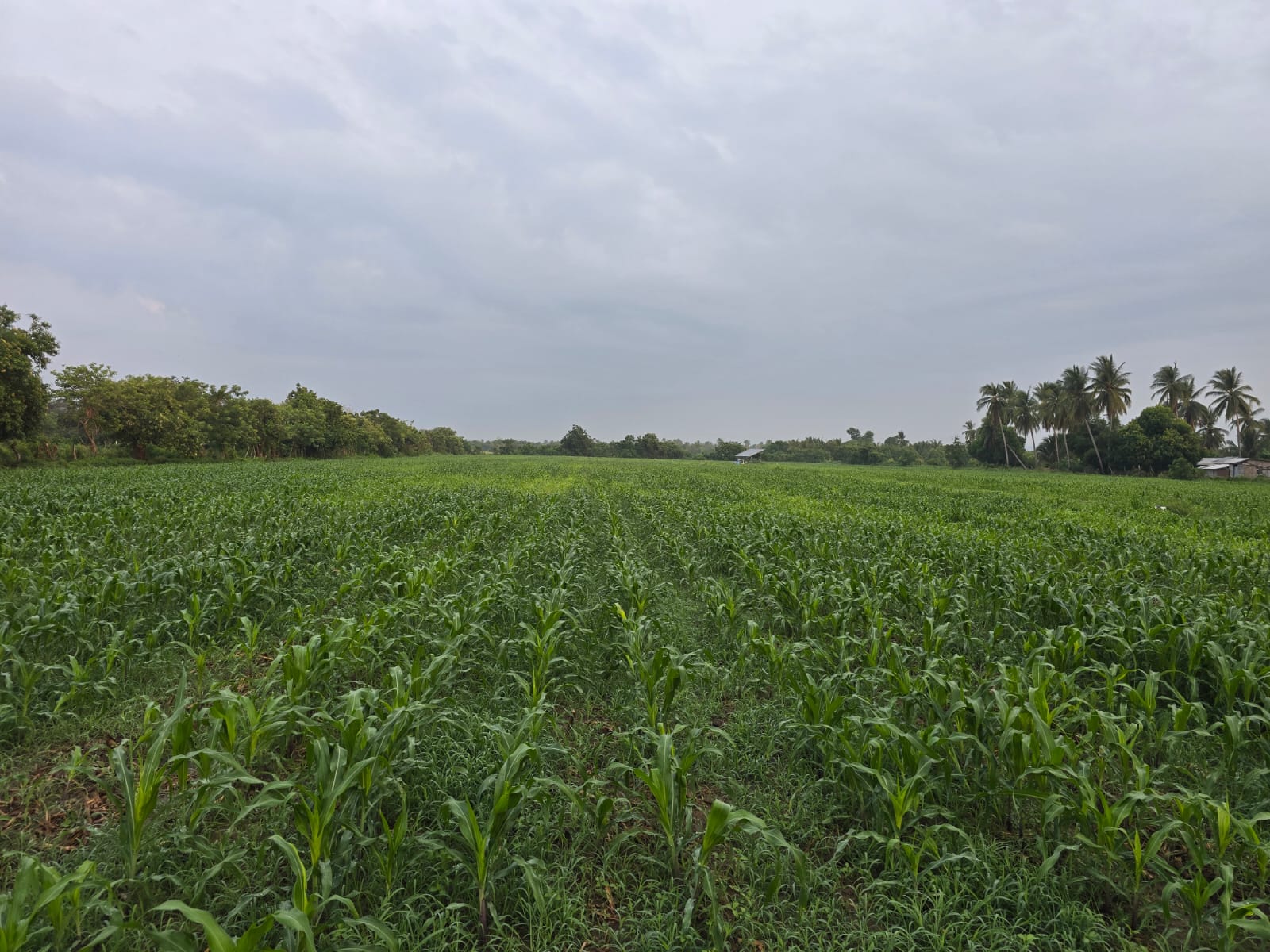 Milpa de maíz sembrada por los compañeros