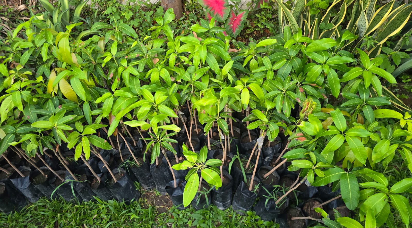 Árboles de mango injertado en hilera