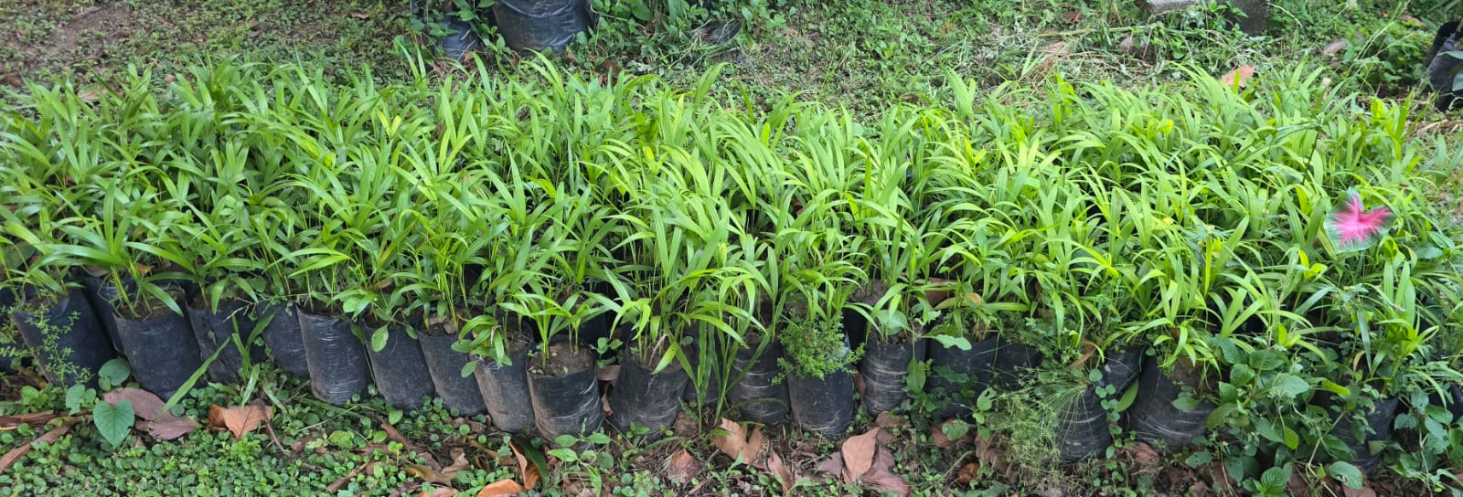 Plántulas de vivero alineadas en el terreno