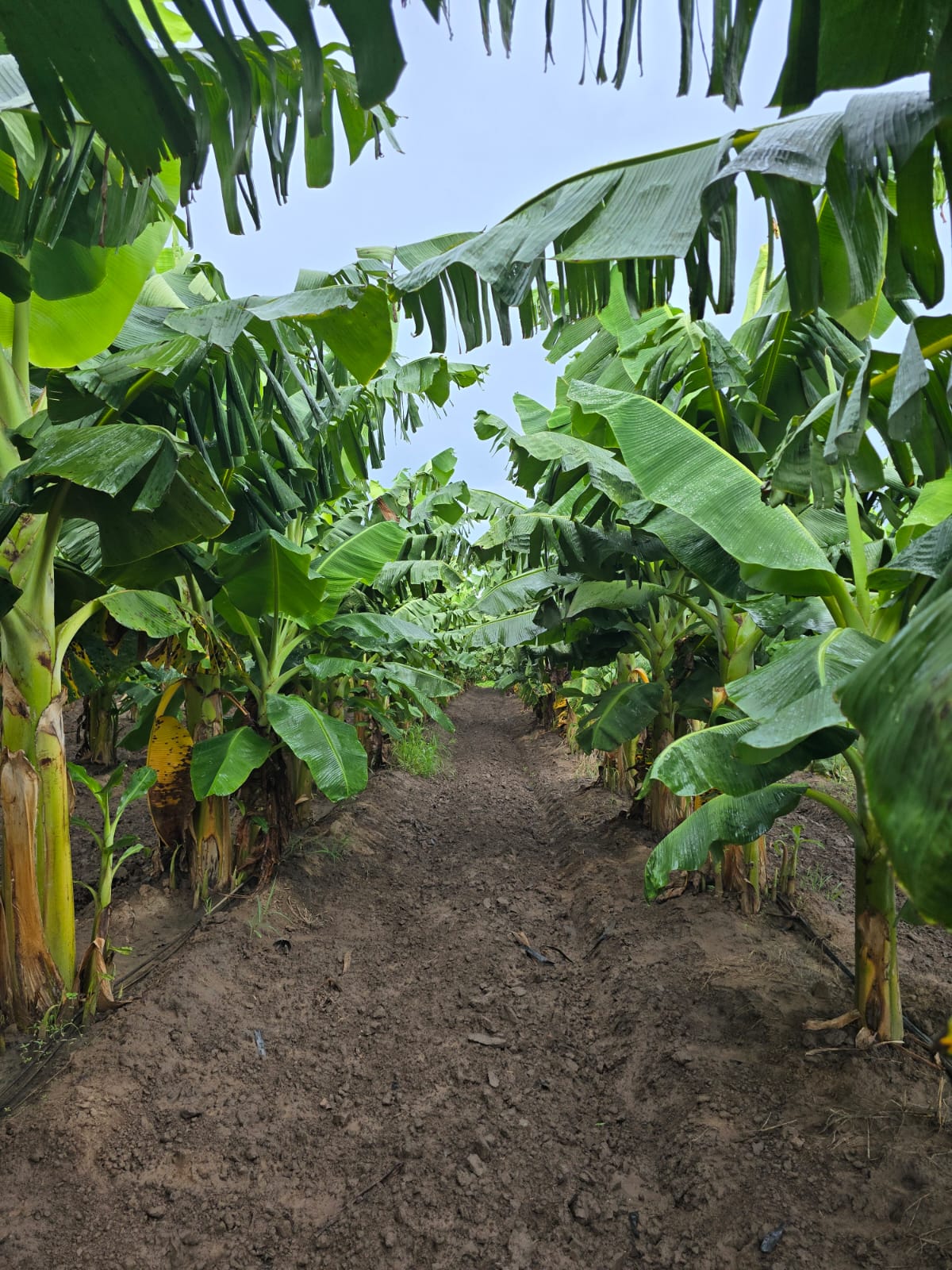 Plantío de plátano en la granja