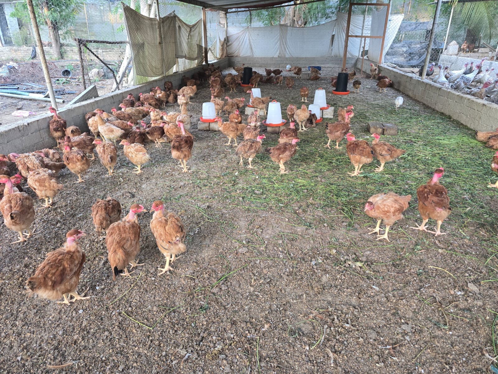 Pollos de engorda en la granja